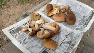 Нужно ли снимать кожицы со шляпок маслят: запомните раз и навсегда