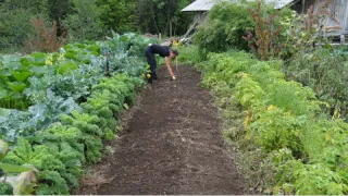 Российских дачников просят выкапывать растения: иначе нарвутся на штраф