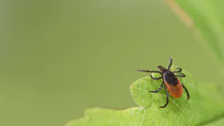 Клещи и комары больше не побеспокоят: простой способ без репеллентов