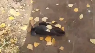 Птичий мор: в Рязани снова массово гибнут пернатые