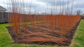 Соседка воткнула в землю 2000 прутиков ивы по границе участка, вместо забора. Я решил сделать также