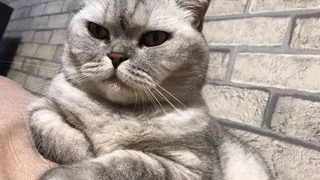 Квест: расчесать кошку без стресса