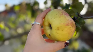 Подливаю под яблони после 15 сентября 2 ведра раствора. Урожай следующего года удивит