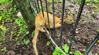 В Чувашской республике спасли косулю, застрявшую в заборе городского парка в Канаше