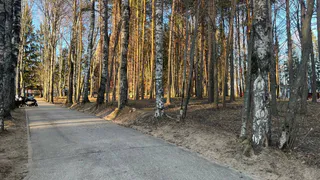 Клещи атакуют жителей Коми: десятки укусов и семь случаев боррелиоза