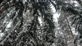 Операция «Ель»: в Татарстане с 15 декабря начнут ловить браконьеров‑елочников