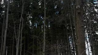 Строчки начали собирать в лесах в Рязанской области