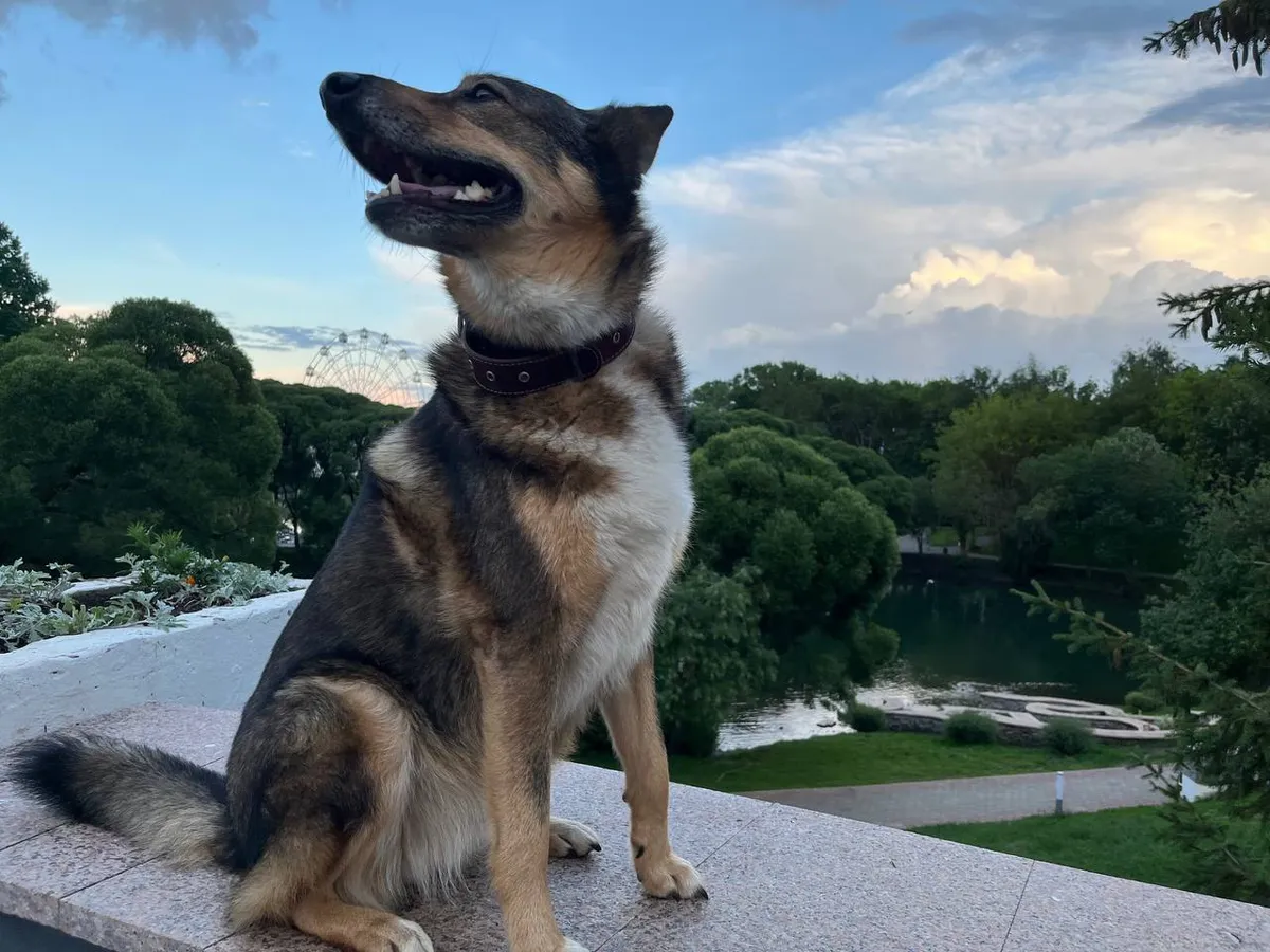 В Васильево отловили часть агрессивных собак, искусавших 9-летнюю девочку