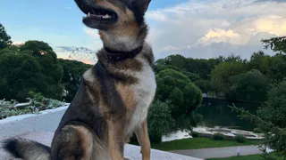 В Татарстане задержаны ответственные за отлов безнадзорных животных после нападения собак на ребёнка