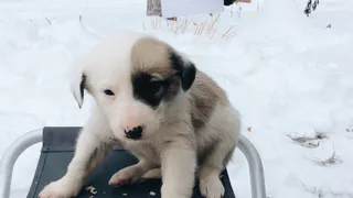 История не закончилась - один из найденных щенков в лесу вновь ищет хозяина