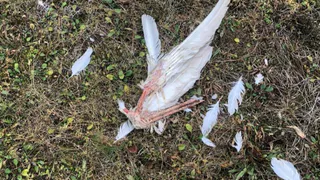 Пара лебедей в Коми не смогла справиться и погибла