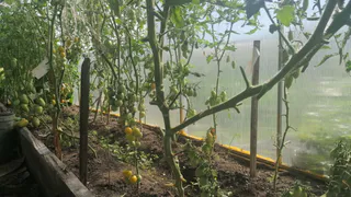 Заметила цветущие томаты — сразу ведро в руки: завязей станет больше, чем листьев — все из-за этой добавки