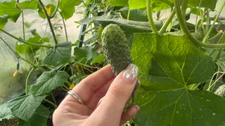 Как часто надо поливать огурцы: 4 правила — кусты не вянут даже в жару 35°C