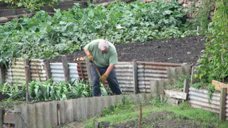 Строгого наказания не избежать: 2 растения на даче, за которые точно оштрафуют