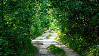 Активность клещей в Коми пошла на спад, но бдительность терять рано