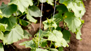 Огурцам после высадки — идеально: поливаю «народной» подкормкой и от плодов аж тележка ломится