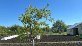 Это самая вредная и опасная ягода: а мы едим ее как деликатес, еще и детей заставляем