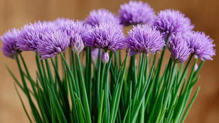 Посадил под яблоней и обалдел — муравьи на дерево не лезут и тлей там не пасут — мощнейший отпугиватель насекомых