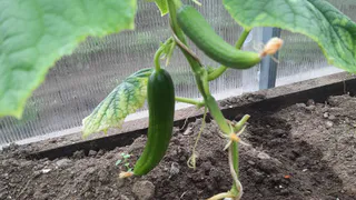 Выращиваю корнишоны ровно два дня, удобряю только этим - рассказываю почему