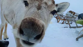 Праздник, который нельзя перенести: оленьи гонки в центре Воркуты