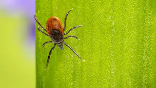 Не средство, а «железный купол» от клещей: нанесите на открытые участки тела — ни один кровосос не подберется