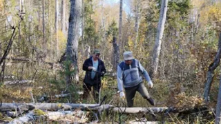 В Чувашии активно проводятся санитарно-оздоровительные мероприятия в лесах