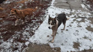 Народный контроль: жители Мехзавода жалуются на собак