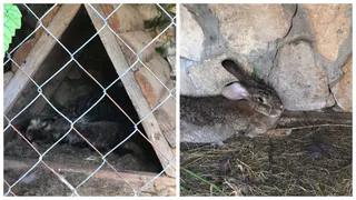 Зоохоспис: рязанка рассказала о жутком зверинце в Новоселках