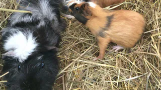 Зоопарк в Дашково-Песочне продолжит работать, но трогать животных будет нельзя