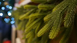 Жительница Чебоксар лишилась 16 тысяч рублей, пытаясь купить новогоднюю елку онлайн