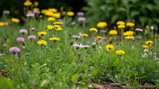 2 пшика на сорняки — и от них следа не остается: не участок, а загляденье