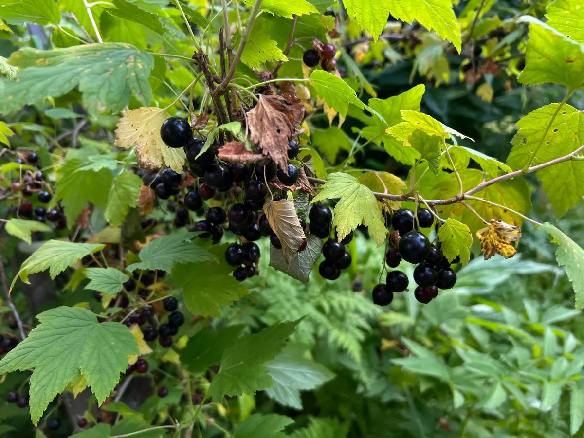 Умные сажают смородину осенью: как правильно и в какие сроки, чтобы куст прижился на 100%