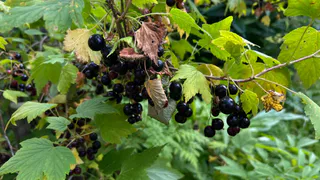 Умные сажают смородину осенью: как правильно и в какие сроки, чтобы куст прижился на 100%