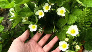 Не йод и не бор: вот чем грамотные огородники поливают клубнику во время цветения – ягоды будете рвать по 6 кг с куста