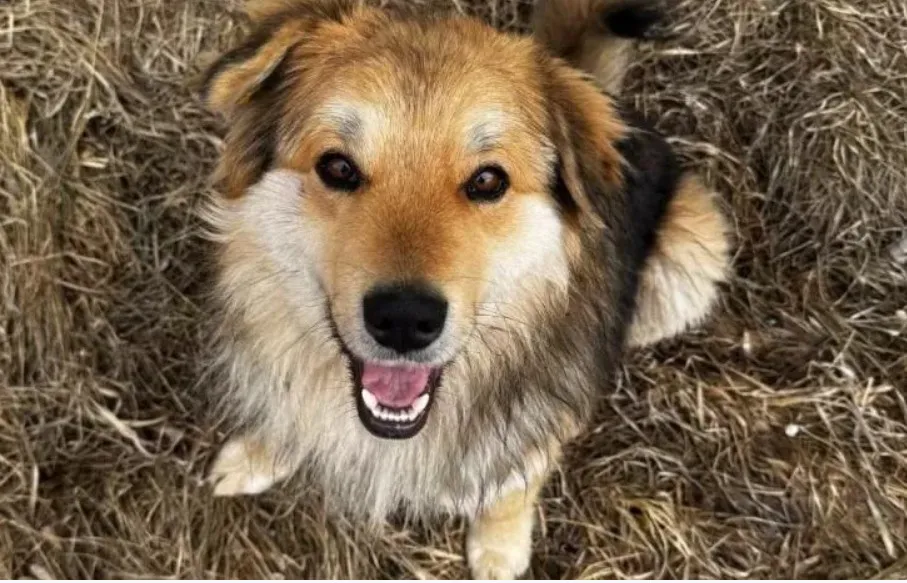 В Челябинской области зверски изрезали бездомного пса Патрона