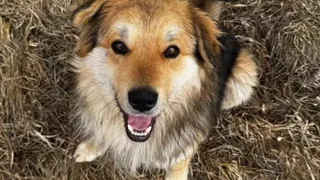 В Челябинской области зверски изрезали бездомного пса Патрона