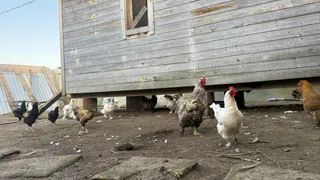 Самые "выгодные" птицы в деревне уже не куры: почему селяне и дачники резко поменяли свои интересы