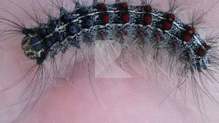 Жители Рязани просят власти принять меры из-за падающих на голову гусениц