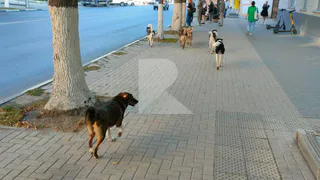 В центре Рязани заметили стаю собак