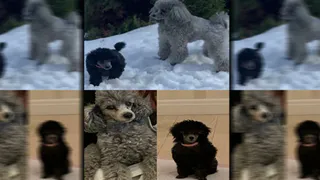 В Бежицком районе города Брянска украли двух карликовых пуделей