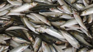 Эта рыба - самая полезная. Ешьте 2 раза в неделю, богата селеном, фосфором и хороша на вкус