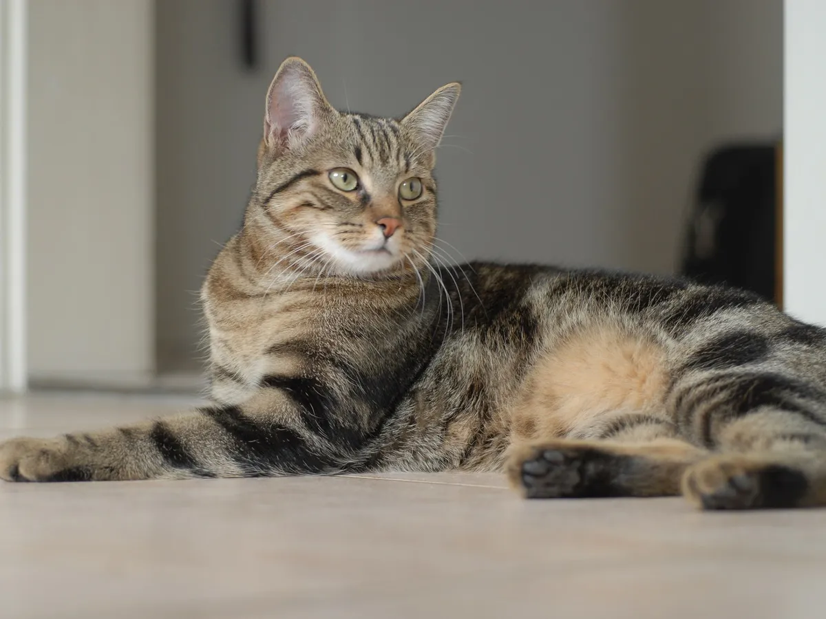 Ни в коем случае не заводите кошек этих пород: самые злые и вредные