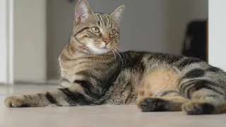 Ни в коем случае не заводите кошек этих пород: самые злые и вредные 