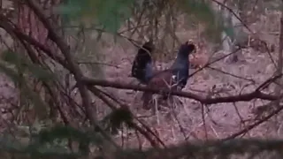 В лесах Владимирской области началось токование глухарей