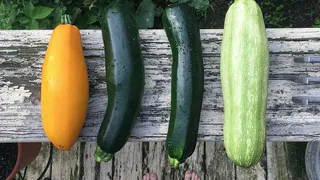 Кабачки растут как на дрожжах: под куст и хватит на всю зиму, забыла про пустые грядки