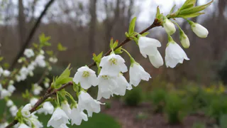 Целое дерево ландышей - такое растение давно цветет в Москве: сажайте и наслаждайтесь