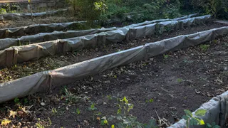 Собираю урожай кабачков на месяц раньше: мой секрет «умной» грядки - идеальный ход для всех культур