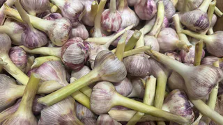 Всего 1 ложка на 10 литров воды — и чеснок размером с арбуз: листья не пожелтеют, урожай негде складывать