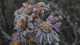Холодное лето: в ночь на среду ожидаются заморозки