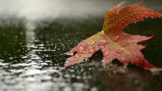 17 сентября в Рязанской области ожидается дождь и температура до +20